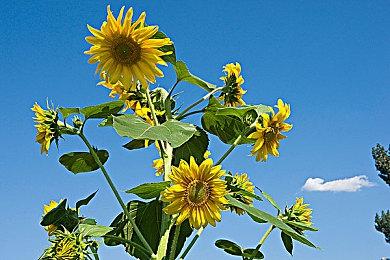 《最终幻想 节奏剧场》片头动画 2月16日发售