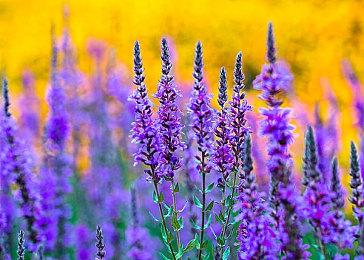 国产《学园构想家》销量破10万 91%好评、中秋更新