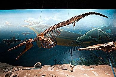 猫屁屁相扑大乱斗游戏《Nyaaaanvy》将于2月22日在NS和Steam平台发售！